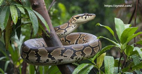 When Snakes Attack Humans に対する画像結果