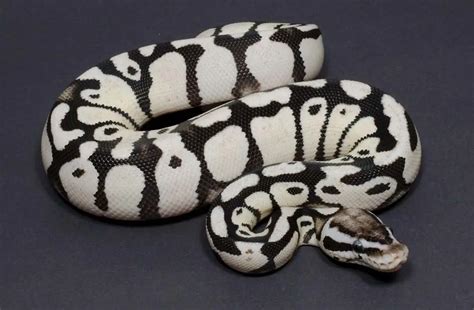 Image result for Aanthic Ball Python