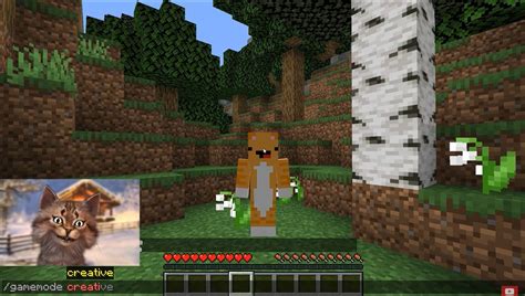 Image result for Gravy Cat Man Live