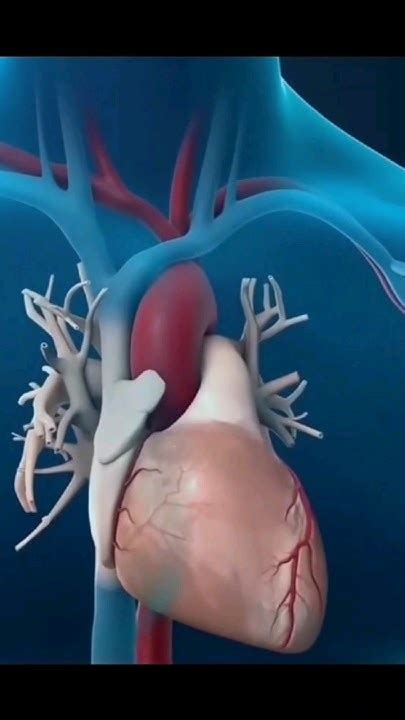 Bildergebnis für Anatomy of Heart Animation
