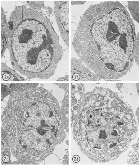 Maturation Cycle に対する画像結果
