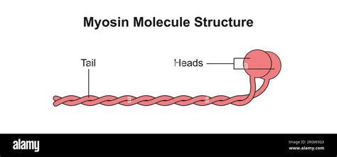 Image result for Structure of Myosin in Cells