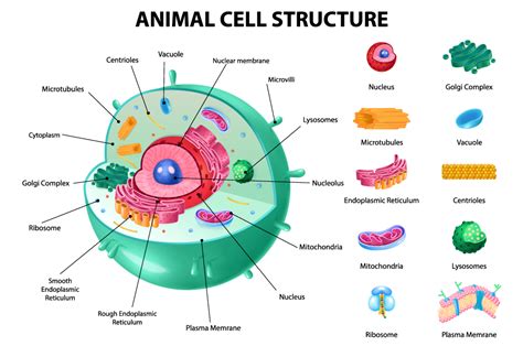 Animal Cell Development에 대한 이미지 결과
