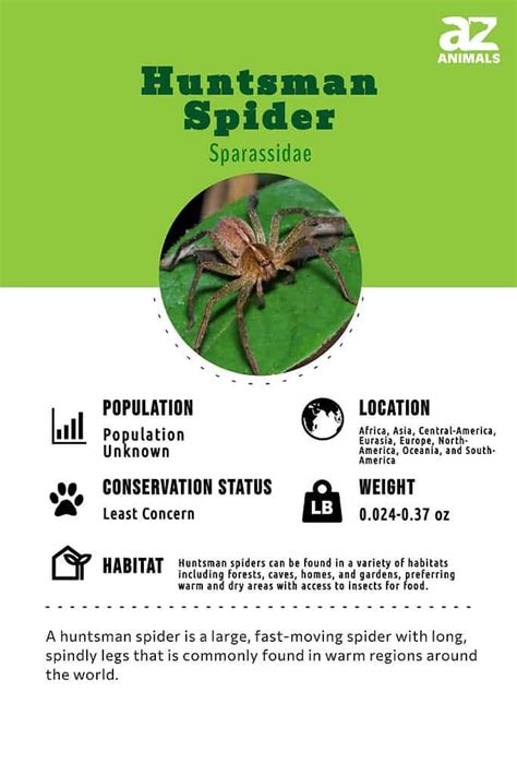 Image result for Huntsman Spider Arizona