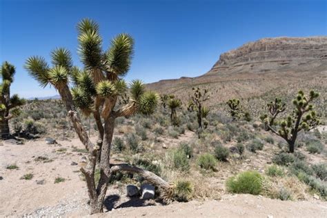 Image result for Joshua Tree Forrest