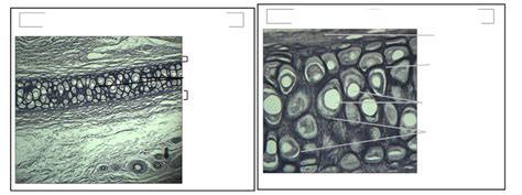 AP Lab Functional Histology Practicals に対する画像結果