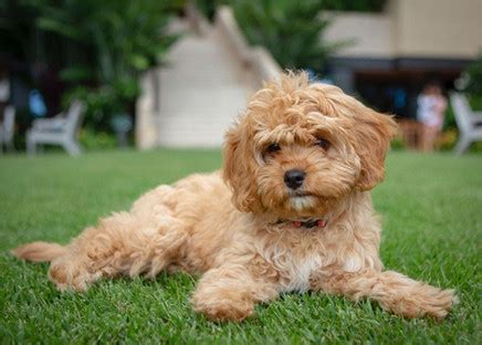 cavapoo size chart に対する画像結果