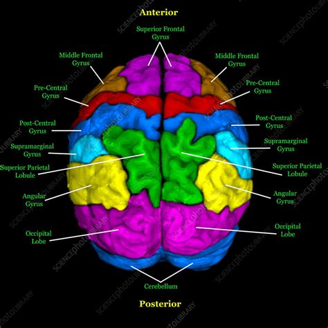 Normal Brain MRI Axial Labelled に対する画像結果
