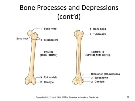Image result for Process Bone