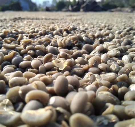 Image result for +Java Coffee Beams