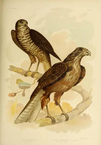 Image result for Red Goshawk Life Cycle Flow Chart