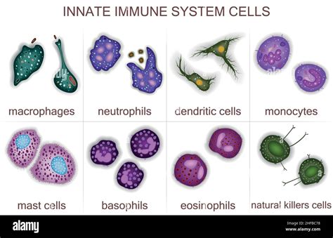 Image result for Innate Immune System