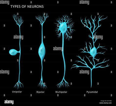 A Multipolar Neuron에 대한 이미지 결과