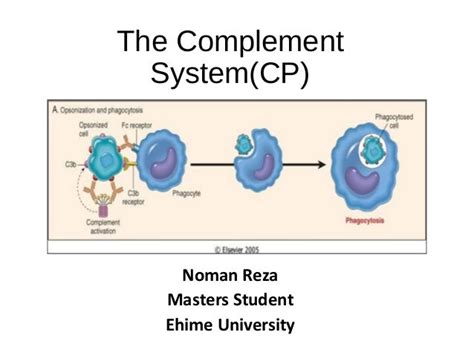 Image result for What Is the Complement System