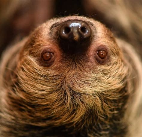 Image result for Chester Zoo Sloth