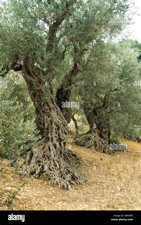 Image result for Middle Earth Trees