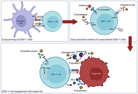 Image result for T-cell Core Clock