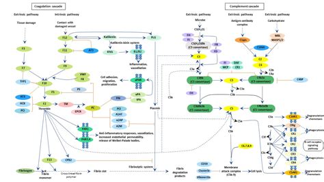 Image result for Phagocytic Process Alternative Complement Cascade