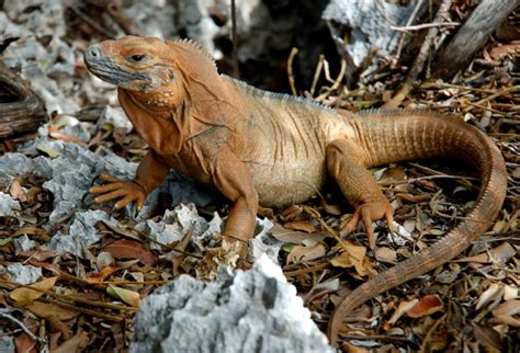 Island Conservation Goat Islands, Important Iguana Habitat SAVED ...