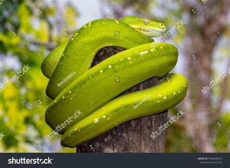 Toradh íomhá ar Python Curled Pic Cartoon