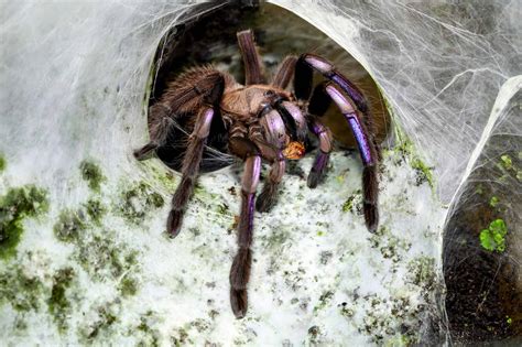 Image result for Tarantula in Zuid Amerika