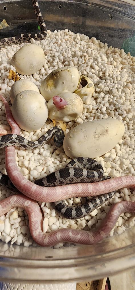 Image result for Baby Python Snake After Hatching