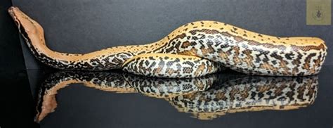 Image result for Pixel Blood Python