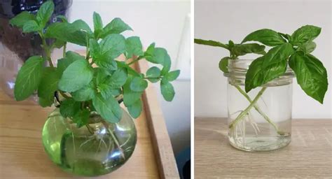Image result for Add Water and Watch It Grow