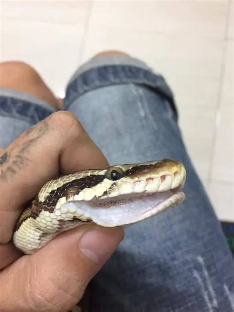 Image result for Ball Python with RI
