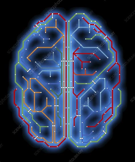 Image result for Brain Network Drawing