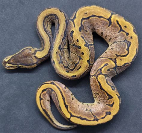 Image result for Ball Python with RI