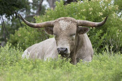 Image result for Texas Bull