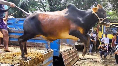 Image result for Load Cows