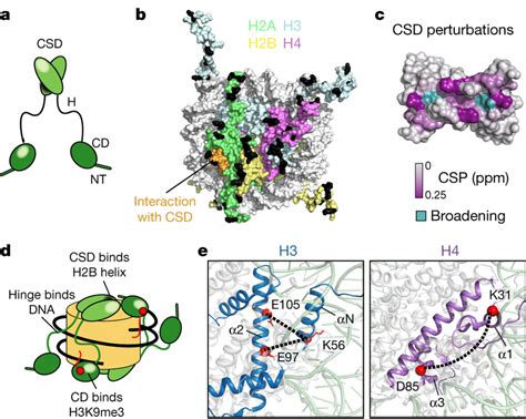 Image result for Histone Octamer Crystal Structure