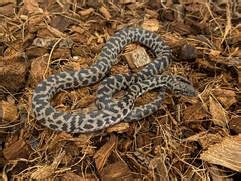 Granite Marrble Spotted Python に対する画像結果