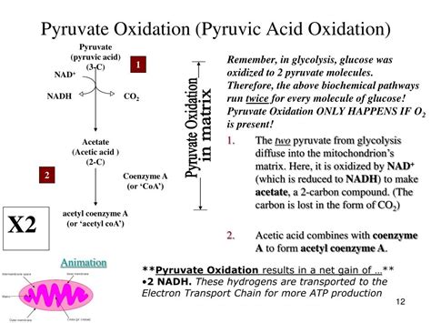 Image result for Where Is Pyruvate Oxidation