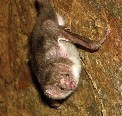Toradh íomhá ar Vampire Bat Facts