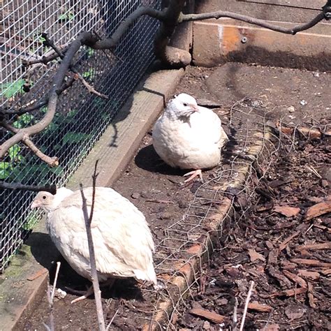 Afbeeldingsresultaten voor Texas A&M Quail