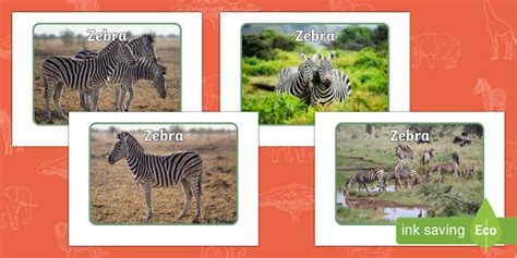 Toradh íomhá ar Zebra Creative Pack