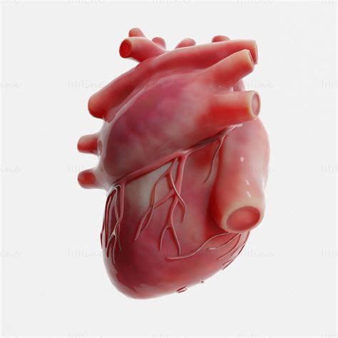 Image result for Human Heart 3D Model Notes