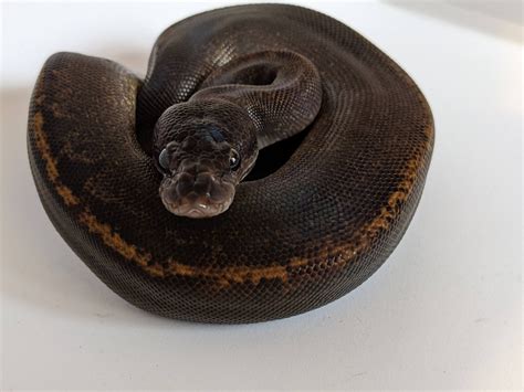 Image result for Uma Ball Python