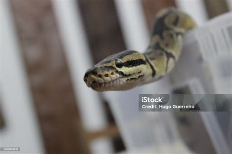 Image result for Top of Python Head