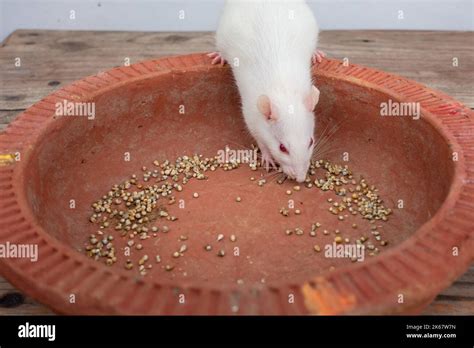 Toradh íomhá ar Lab Rat Eating