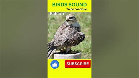 Image result for Falcon Call Sound