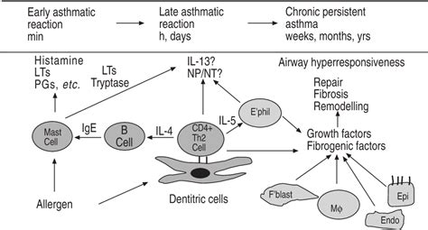 Image result for Asthma Pathophysiology Novartis