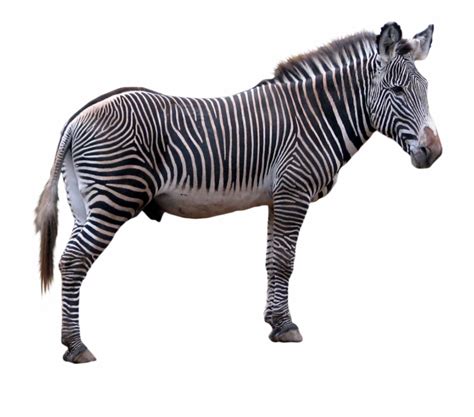 Image result for Zebra Design No Background