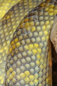 Image result for Close Up of Python Skin
