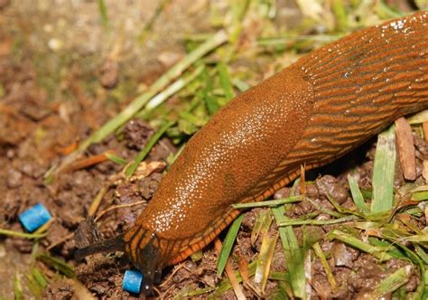 Slug Poop માટે ઇમેજ પરિણામ