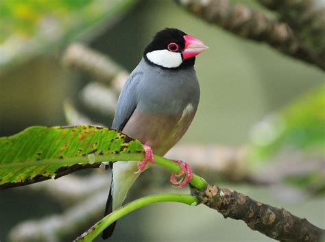 Afbeeldingsresultaten voor Java Sparrow Colors