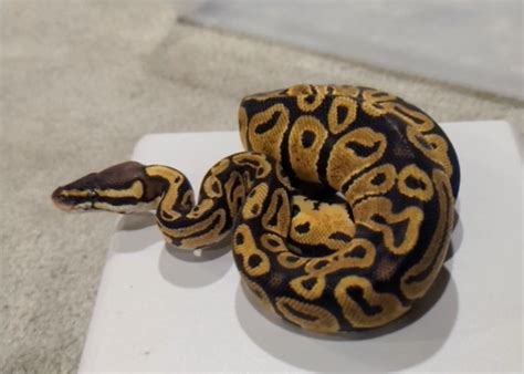 Image result for Het Ghost Ball Python